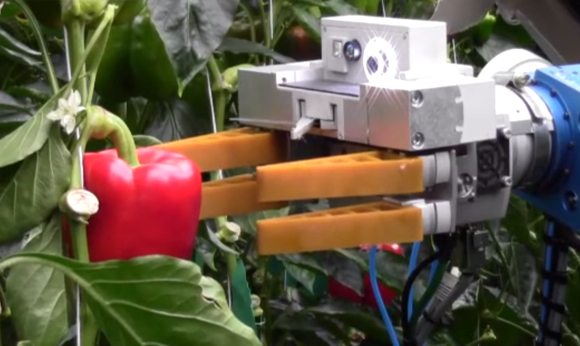 Robot, ktorý dokáže mechanickou rukou zozbierať úrodu paprík.