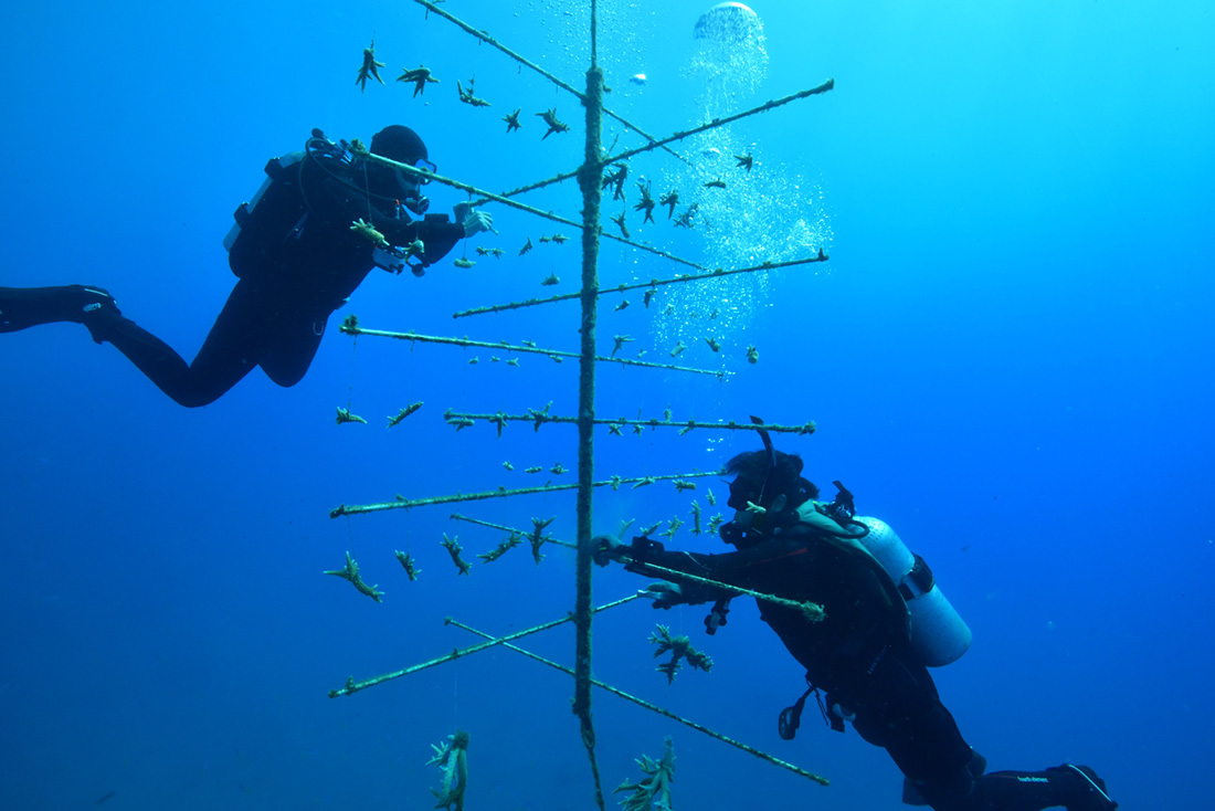Jedinečný projekt: Plávajúca škôlka pre koraly