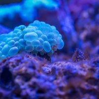 Koraly sú zvieratá – a vymierajú
