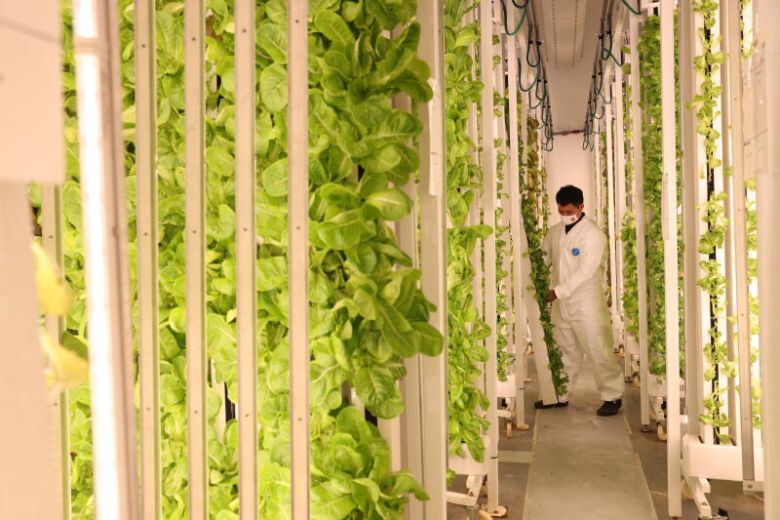 Vysokonutričné potraviny pestované v meste: Takto funguje inteligentná technológia pre vertikálne pestovanie