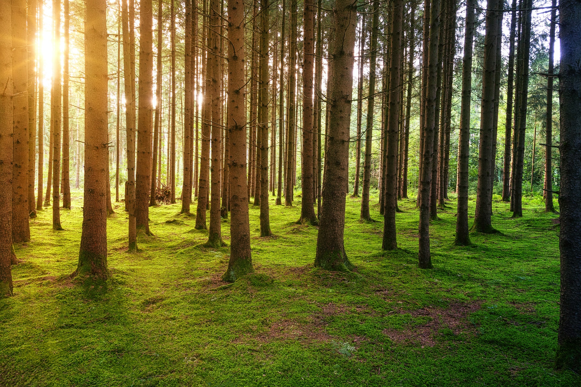 Je lepšie sadiť stromy alebo nechať lesy opäť vyrásť prirodzene? Výsadba nemusí byť vždy najlepším riešením