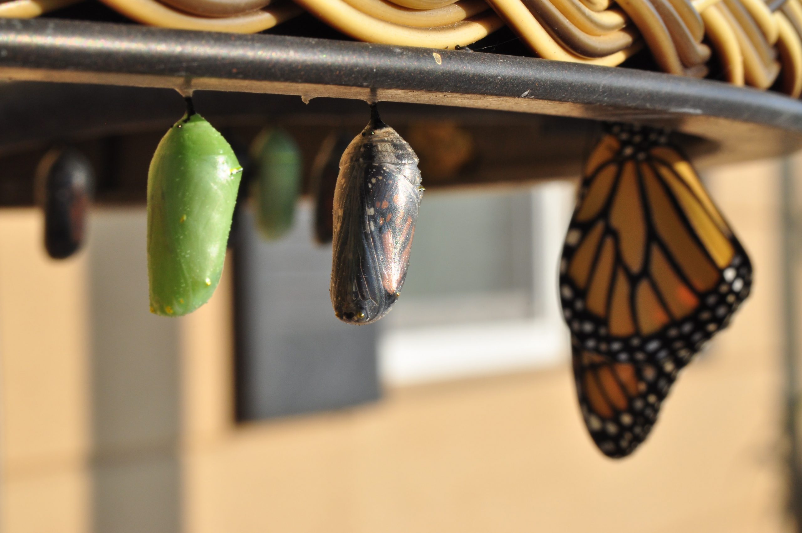 fast-chaging world, butterfly