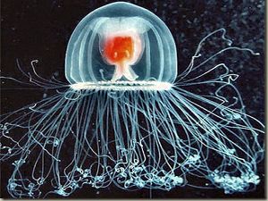 nesmrteľná medúza