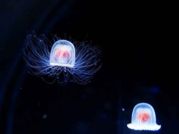 nesmrteľná medúza