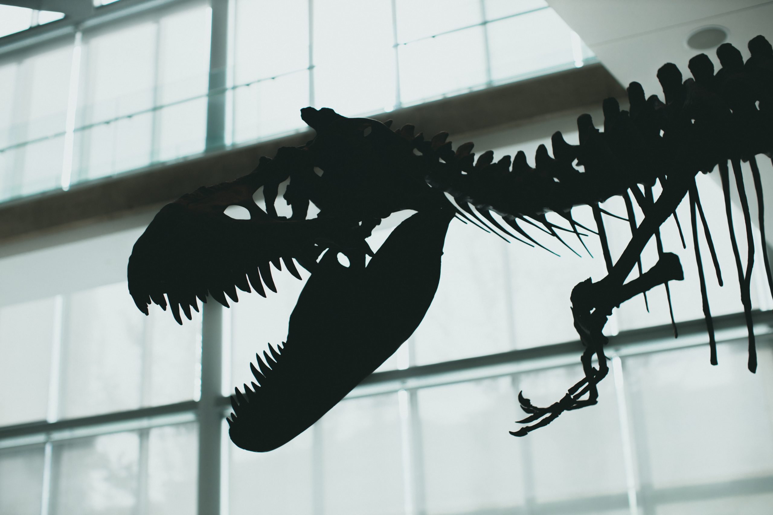Multimiliónová investícia: Paleontológovia si vydýchli, Tyranosaurus Stan ide do múzea v Abú Zabí