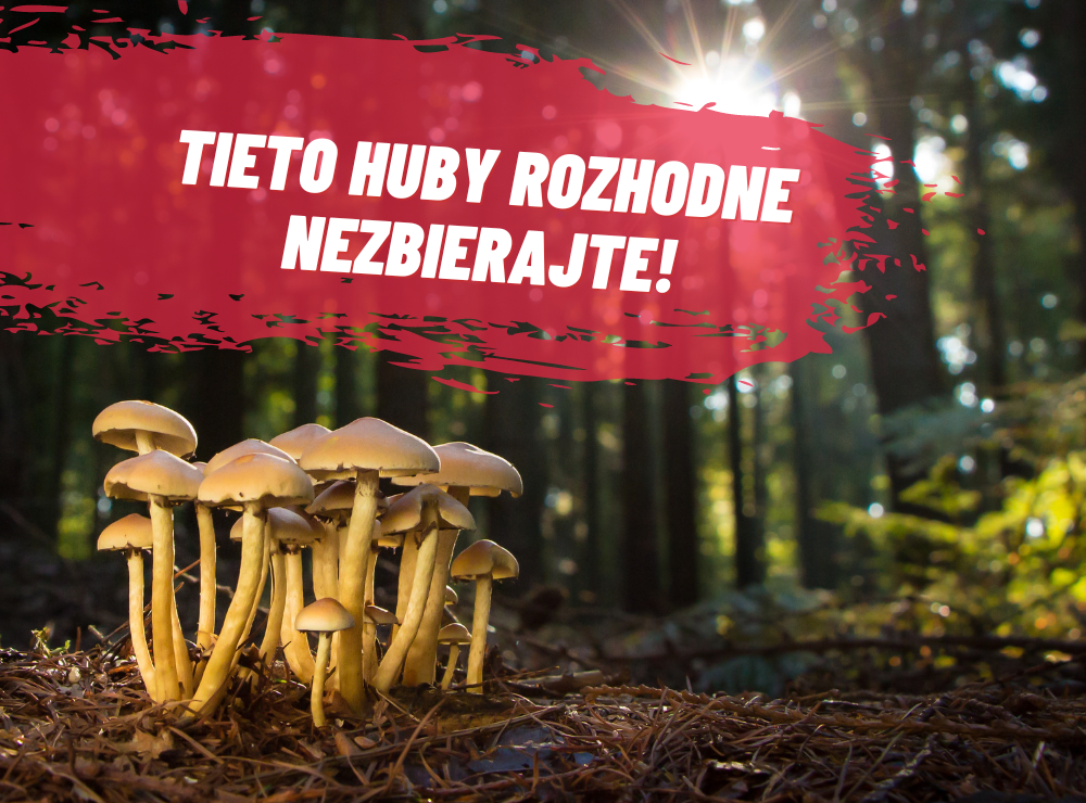 Na tieto huby si dávajte pozor! NAJJEDOVATEJŠÍ výber z lesa