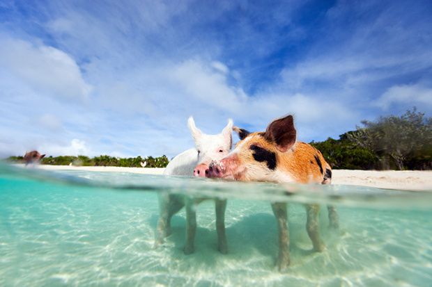 Plávajúce prasiatka a ďalšie chuťovky najkrajších pláží v Karibiku. Na ktorú by ste išli?