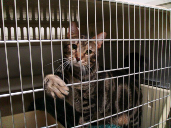 Nehumánne experimenty prežívajú dodnes: oslepovanie mačiek, psychické týranie či pripájanie na elektródy