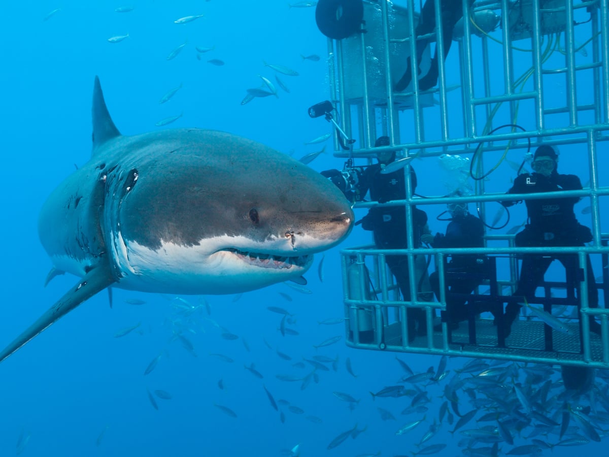 Najlepšie miesta na potápanie v klietke so žralokmi (1.časť)