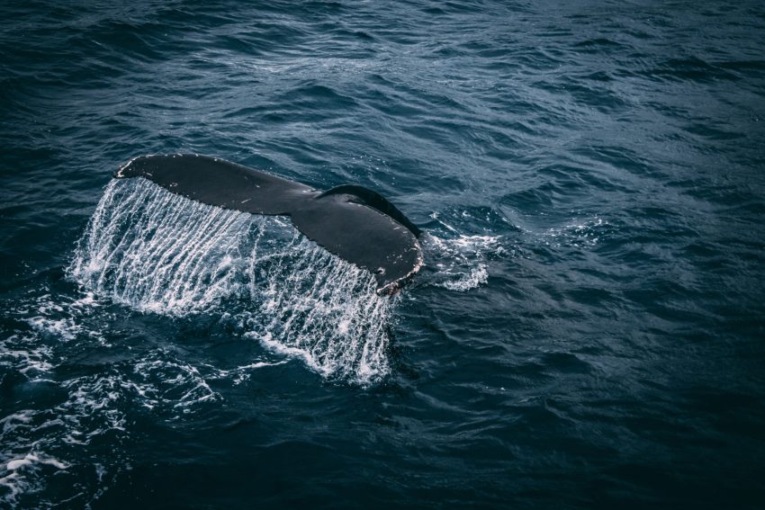 veľryby