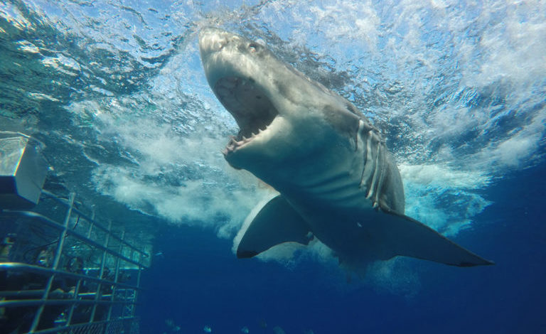 Najlepšie miesta na potápanie v klietke so žralokmi (2.časť)