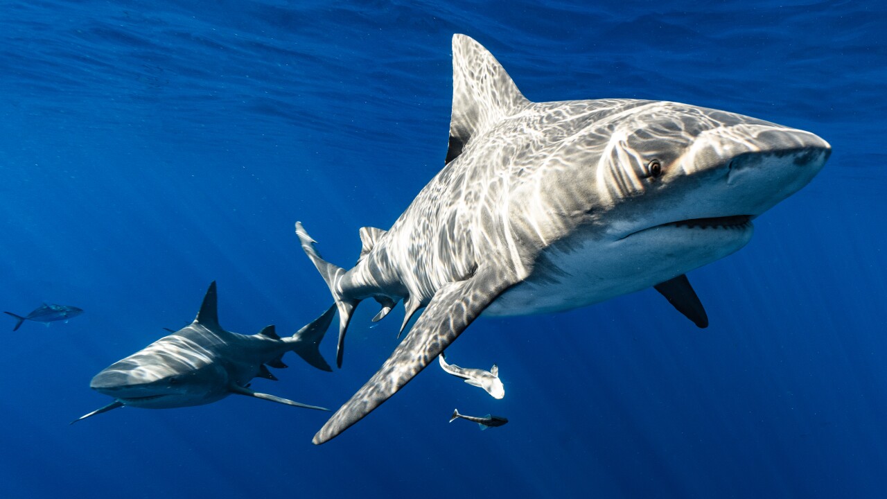 KTO Z KOHO: Ako lovia ľudia žraloky a ako lovia žraloky nás?