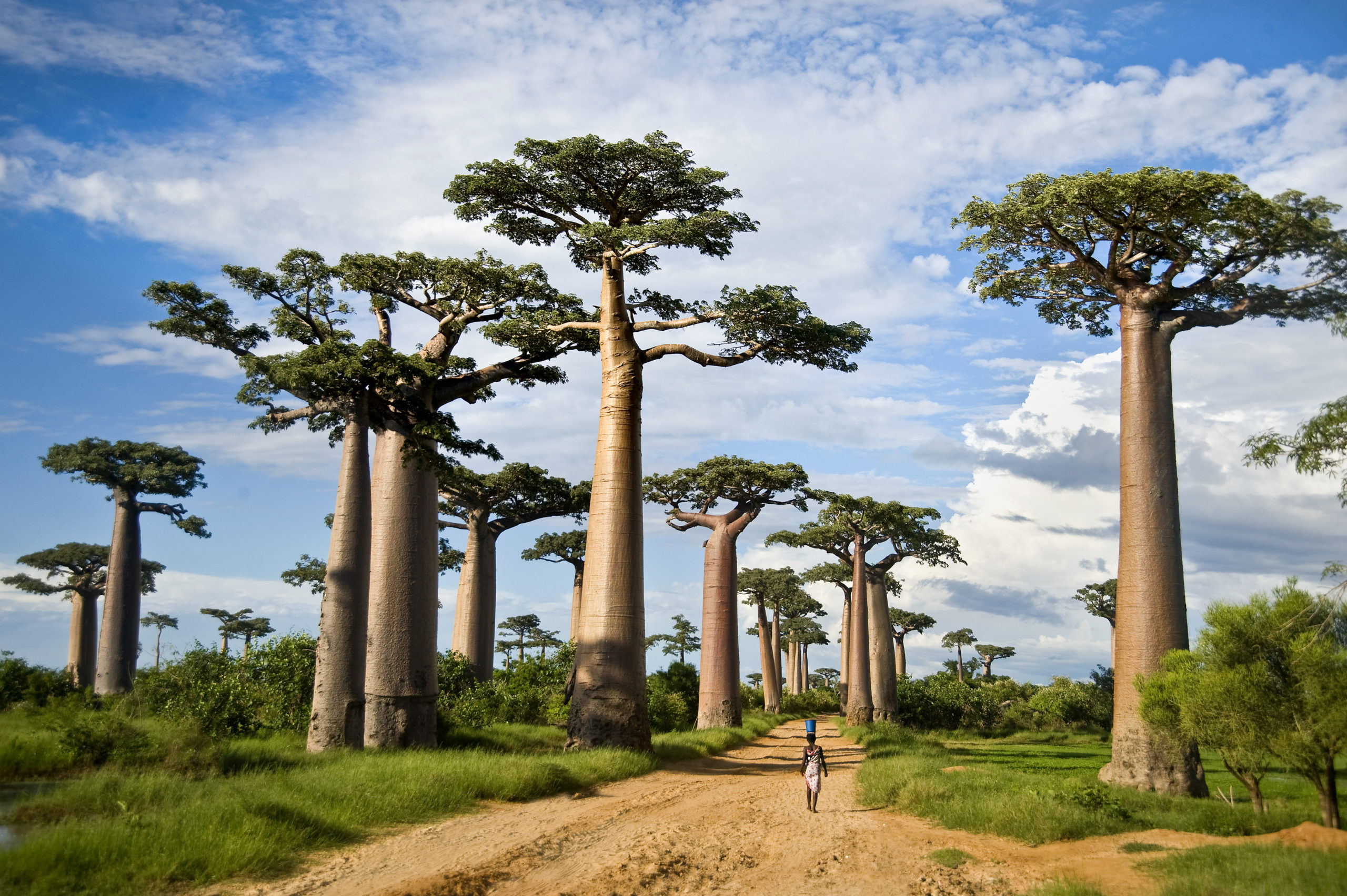 Najkrajšie stromy sveta a ich príbehy